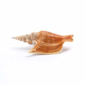 Seashell 3
