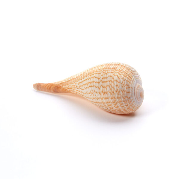 Seashell 4