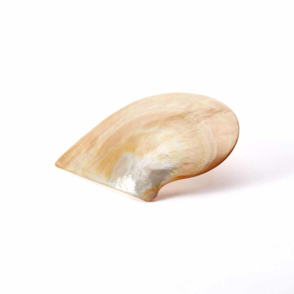 Seashell 6