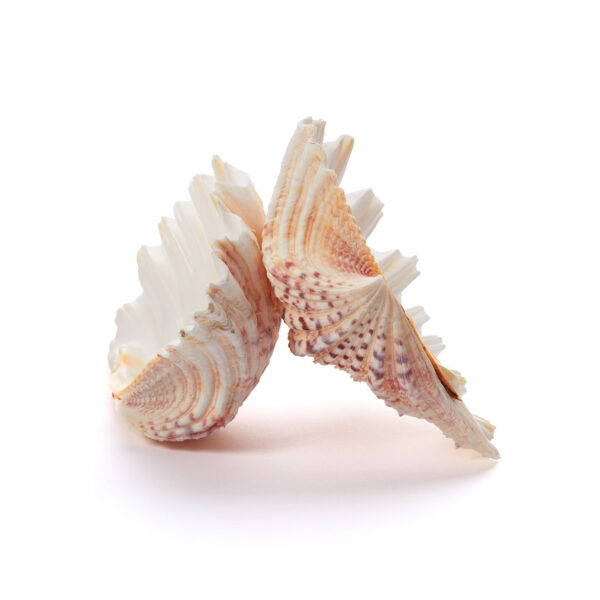 Seashells Pair 2