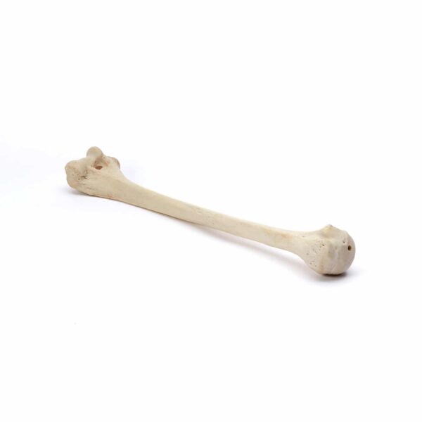 Natural Bone 3