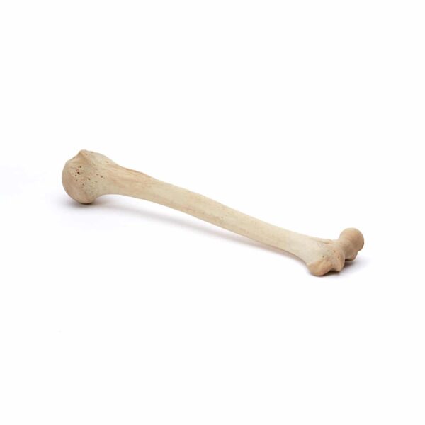Natural Bone 4