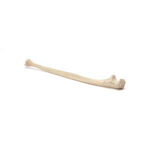 Natural Bone 6