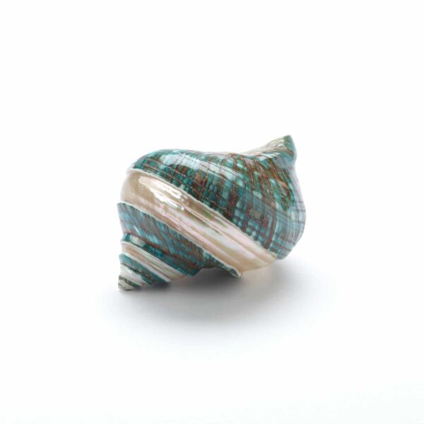 Seashell No.11