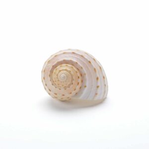 Seashell No.14