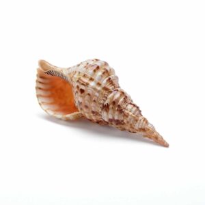 Seashell No.8