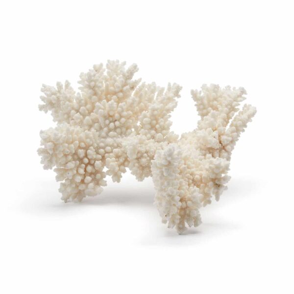 Coral No.1 (White Acropora)