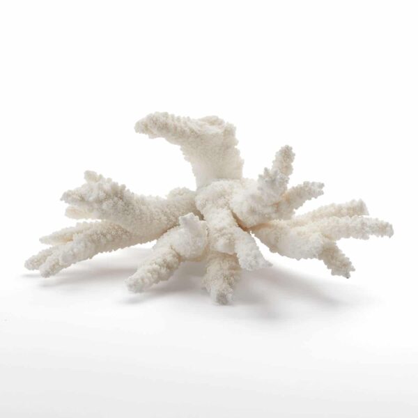 Coral No.2 (White Acropora)