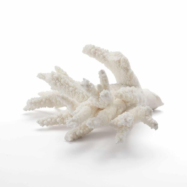 Coral No.2 (White Acropora)