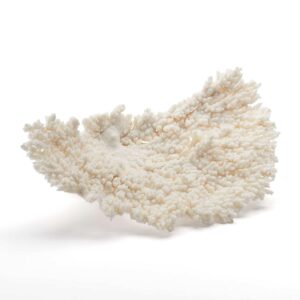 Coral No.3 (White Acropora)